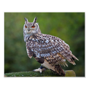 Impression Photo Imprimerie Eurasian Eagle Owl