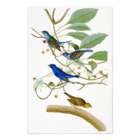 Indigo Bunting John James Audubon Oiseaux d'Amériq