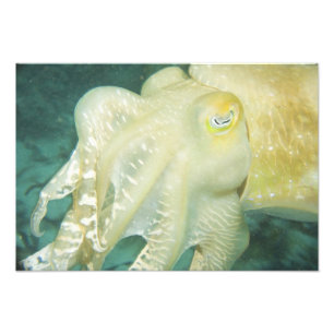 Impression Photo Indonésie, province de Sulawesi Sud, Wakatobi