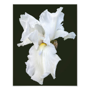 Impression Photo Iris à barbe blanche sur fond noir