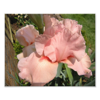 Impression Photo Iris à poils roses