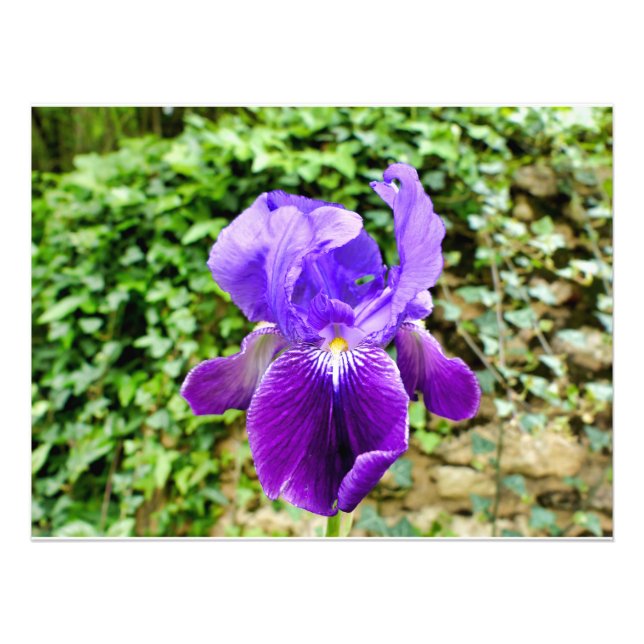 Impression Photo Iris barbu (Devant)