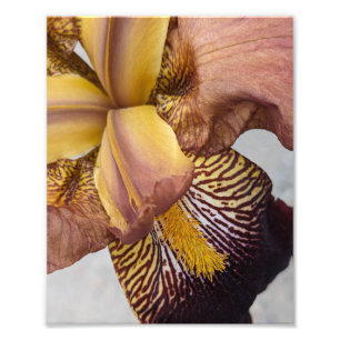 Impression Photo Iris barbu floral jaune et violet
