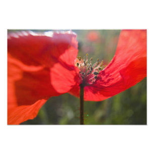 Impression Photo Italie, Toscane, Coquelicots d'été en Toscane Widw