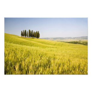 Impression Photo Italie, Toscane, Groupement de Toscane Cypress 2