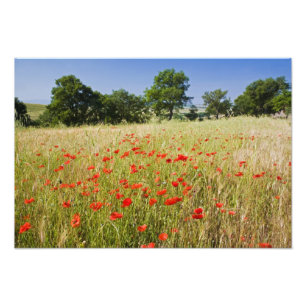 Impression Photo Italie, Toscane, Pré avec des pavots d'été et