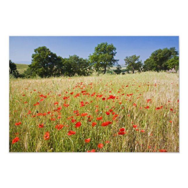 Impression Photo Italie, Toscane, Pré avec des pavots d'été et (Devant)