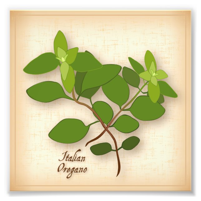 Impression photo italienne Oregano (Devant)