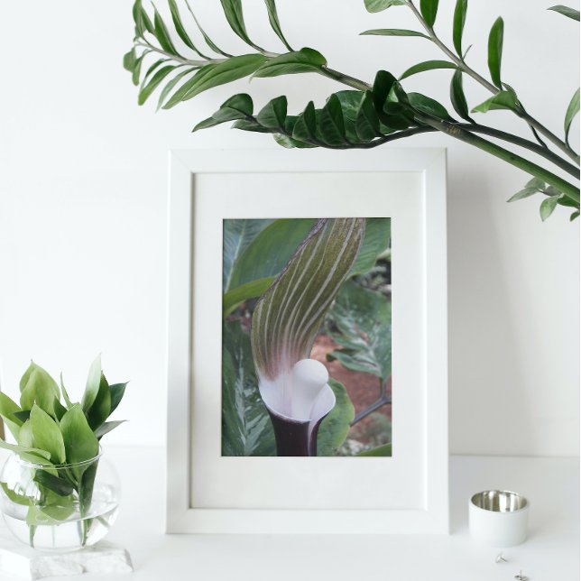 Impression Photo Jack-in-the-Pulpit Plante Floral (In Situ (Framed))