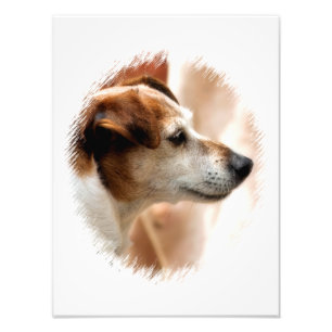 IMPRESSION PHOTO JACK RUSSELL TERRIER CHIEN
