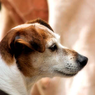 IMPRESSION PHOTO JACK RUSSELL TERRIER CHIEN