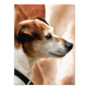 IMPRESSION PHOTO JACK RUSSELL TERRIER CHIEN