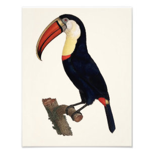 Impression Photo Jacques Barraband "Tucan" Parrot 1801 Reproduction