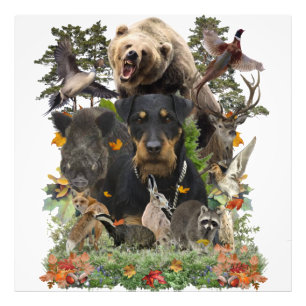 Impression Photo Jagdterrier, Terrier de chasse allemand