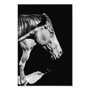 Impression Photo jambe de cheval