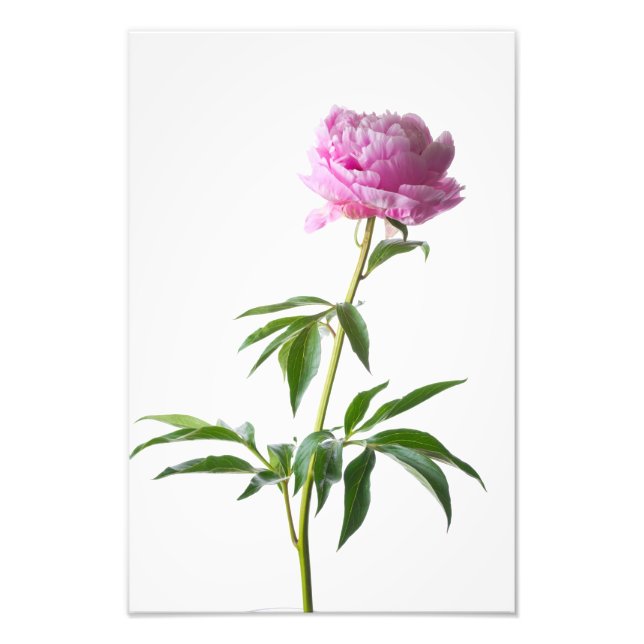 Impression Photo Japanese Peony (Devant)