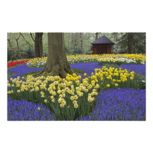 Impression Photo Jardin de jonquilles, muscaris et tulipes,