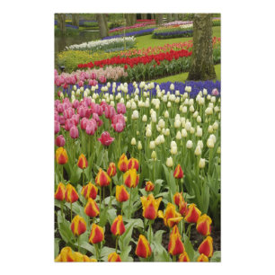 Impression Photo Jardin de Tulip et d'Hyacinth, jardins de Keukenho