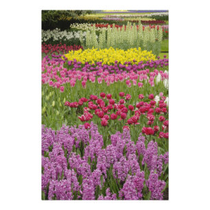 Impression Photo Jardin de tulipes, de jonquilles et de jacinthe