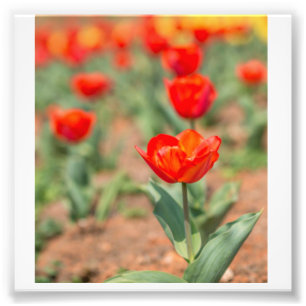 Impression Photo Jardin des Tulipes rouges