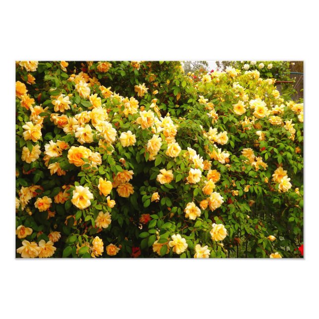 Impression Photo Jardin fleuri (Devant)
