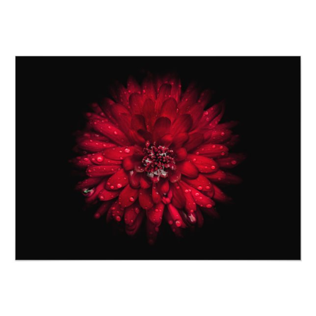 Impression Photo Jardin Fleurs No 45 Version couleur (Devant)