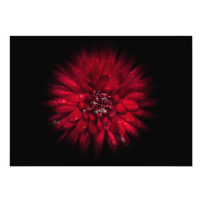 Impression Photo Jardin Fleurs No 45 Version de flux couleur (Devant)