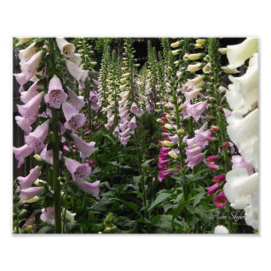 Impression Photo Jardin Foxglove