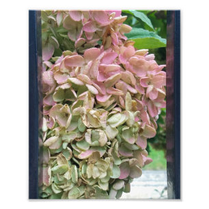 Impression Photo jardin romantique hydrangée