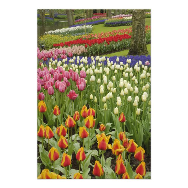 Impression Photo Jardin Tulip et jacinthe, Jardins de Keukenhof, (Devant)