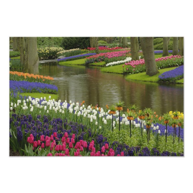Impression Photo Jardin Tulip et jacinthe, Jardins de Keukenhof, (Devant)