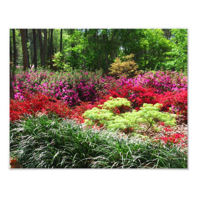 Impression Photo Jardins d'Azalea (Devant)