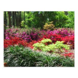 Impression Photo Jardins d'azalée