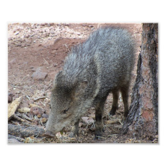 Impression Photo Javelina