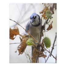 Jay bleu dans le feuillage