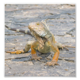 Impression Photo Jeune iguane