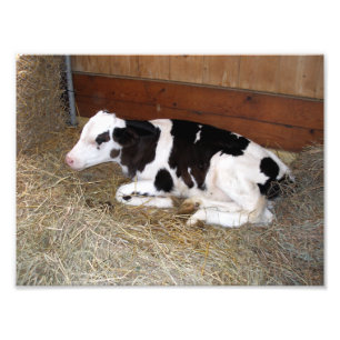 Impression Photo Jeune vache noire et blanche qui se pose