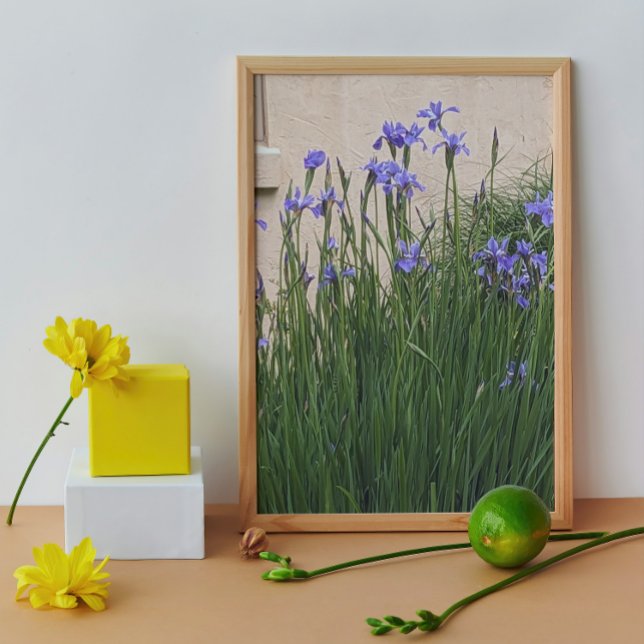 Impression Photo Joli Blue Irises Floral (In Situ (Framed))