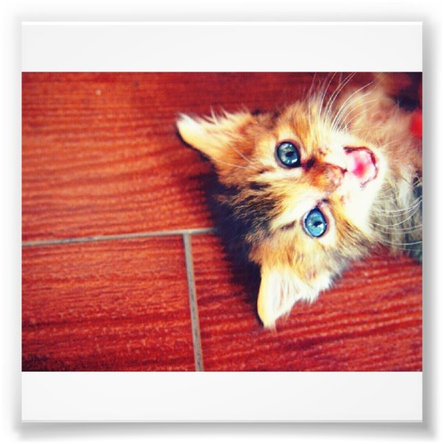 Impression Photo Joli chat (Devant)