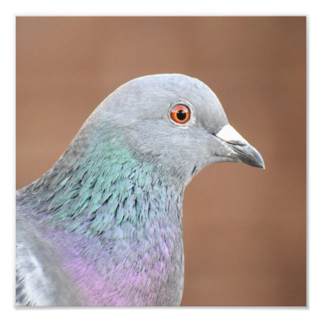 Impression Photo Joli Pigeon (Devant)