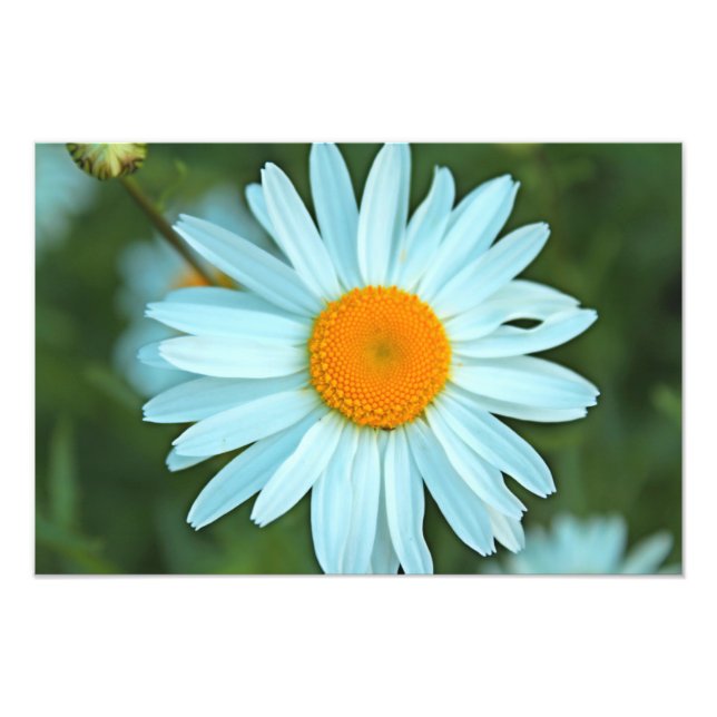 Impression Photo joli tableau blanc de fleurs marguerites. (Devant)