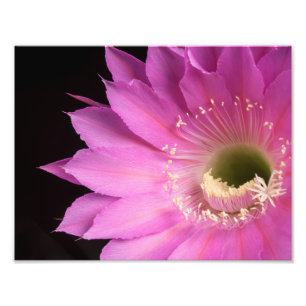 Impression Photo Jolie en rose Maria Piazza