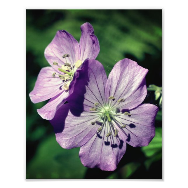 Impression Photo Jolie paire de fleurs de géranium violet fermant 8 (Devant)