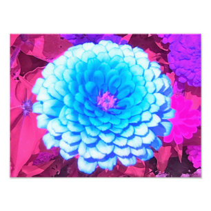 Impression Photo Jolie Zinnia Bleue dans le Jardin d'été pourpre