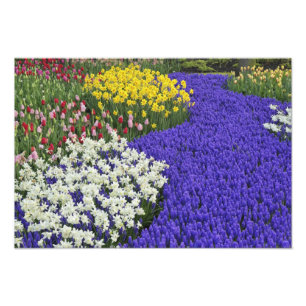 Impression Photo Jonquilles et Muscaris, Keukenhof