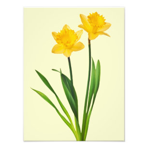 Impression Photo Jonquilles jaunes de ressort - modèle de jonquill