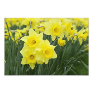 Impression Photo Jonquilles RF)