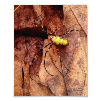 Impression Photo Joro Spider