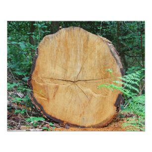Impression Photo Journal scié dans une forêt