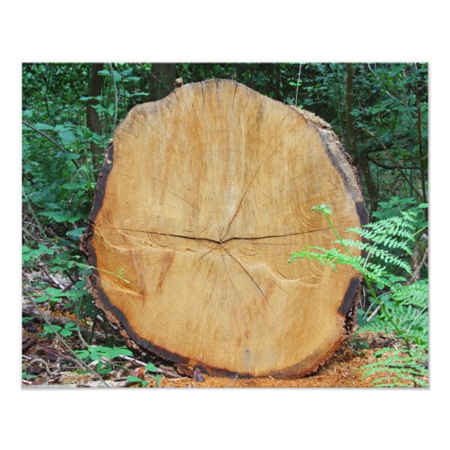 Impression Photo Journal scié dans une forêt (Devant)